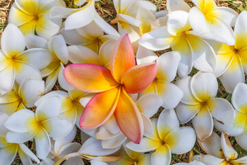 Fototapeta premium Flower highlighted among other flowers , 