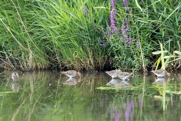 Common snipes, Gallinago gallinago, in shallow water