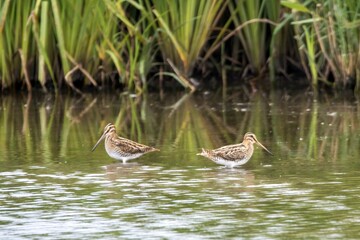 Common snipes, Gallinago gallinago, in shallow water