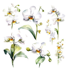 set of white orchid flowers, flower watercolor, leaves watercolor	