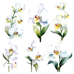 Fototapeta na wymiar set of white orchid flowers, flower watercolor, leaves watercolor 