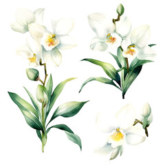 Fototapeta premium set of white orchid flowers, flower watercolor, leaves watercolor 