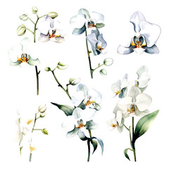 set of white orchid flowers, flower watercolor, leaves watercolor	
