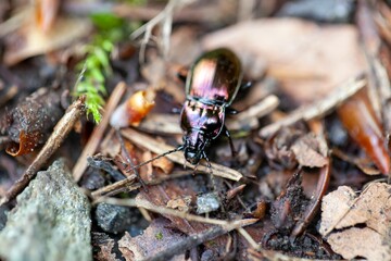 Ground beetle of the species Pterostichus burmeisteri