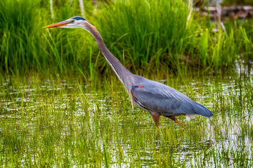 Great Blue Heron At Presque Isle State Park
