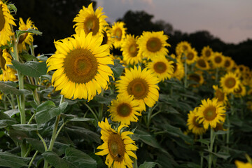 sunflowers in the field