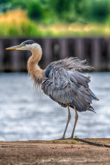 Great Blue Heron At Presque Isle State Park