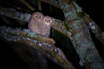 The tawny owl - Strix aluco - is commonly found in woodlands across much of Eurasia