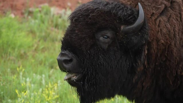 American Bison during the rut