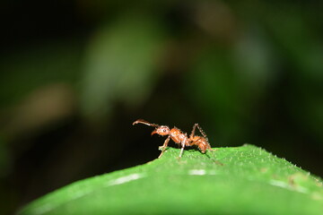 hormigas cortadoras de hojas.