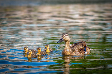 Obraz premium A mother duck with four young ducklings swim on the water