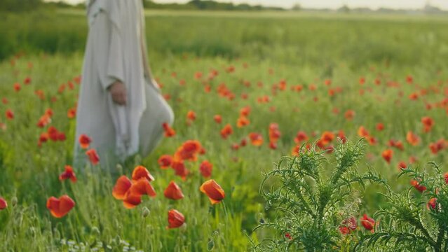 Christ walking slowly in a poppies field at golden hour. Pan shot