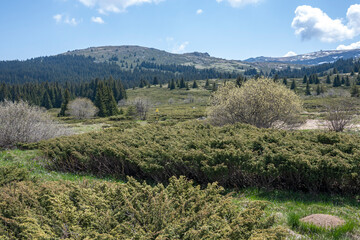 Fototapeta na wymiar Spring view of Konyarnika area at Vitosha Mountain, Bulgaria