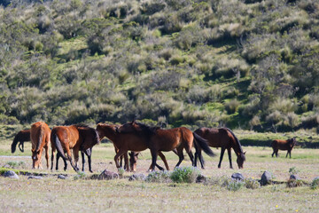 A herd of playful wild horses grazing at the top of Cotopaxi National Park, Ecuador