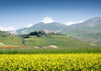 la Fioritura nei campi di lenticchie su pian grande di Castelluccio di Norcia, in una giornata soleggiata