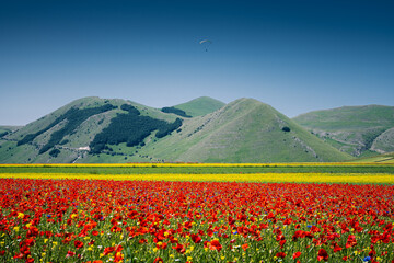 la Fioritura nei campi di lenticchie su pian grande di Castelluccio di Norcia, in una giornata soleggiata
il cielo viene solcato dai parapendii