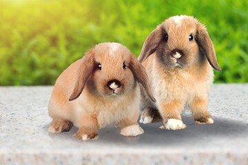 Fototapeta premium Healthy lovely cute bunny rabbit on nature background.