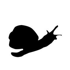 Snail Silhouette 