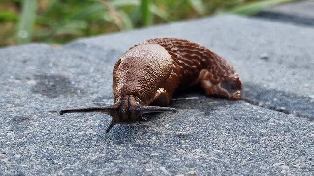 Close up of the red slug moving and investigating environment. Slug Arion rufus, also known as large red slug, chocolate arion and European red slug