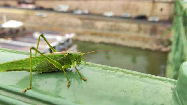  Close up of grashopper, locust on a green bridge with traffic in the background.