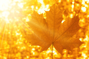 Maple (Acer), autumn yellow, brown Maple leaf in front of sky, Autumn season.  maple leaf in hand...