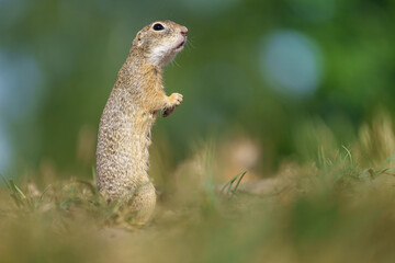 Naklejka na ściany i meble The European ground squirrel - Spermophilus citellus - also known as the European souslik