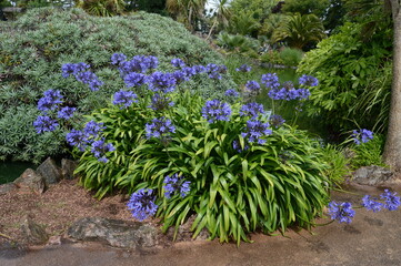 Agapanthus growing amongst other exotic plants at Torre Gardens, Torquay