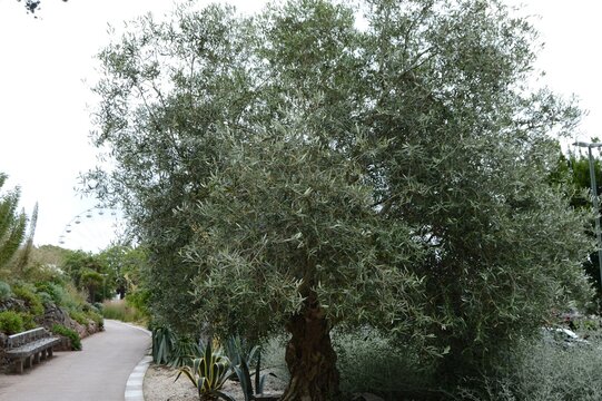 Finely-formed Olive Tree with other exotic vegetation by the sea at Torquay, Devon