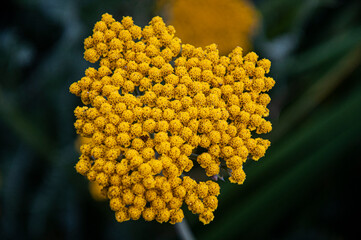 Yellow Flower in a garden