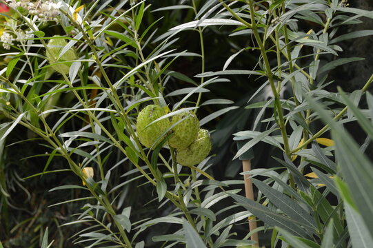 The giant seed pods of the Furry Ball Plant, Gomphocarpus physocarpus
