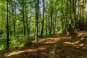 Forest hiking trail near Kostelec nad Cernymi lesy town, Czech Republic