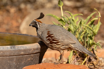 A Gambel's Quail gets a drink of water from a dish in a residential back yard during record breaking hot temperatures on a late July morning.
