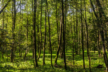 Forest near Cesky Brod town, Czech Republic