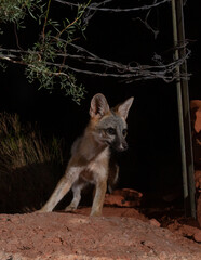 A Grey fox looks to the right with an alert pose as it's picture is taken by a camera trap while it crosses under a barbed wire fence going towards the camera in the middle of a summer night. 