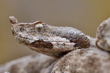 Nose-horned viper, horned viper female in natural habitat (Vipera ammodytes)