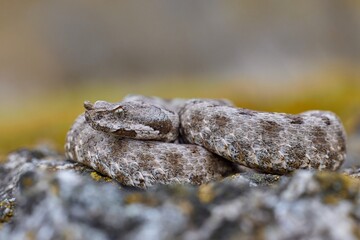 Nose-horned viper, horned viper female in natural habitat (Vipera ammodytes)