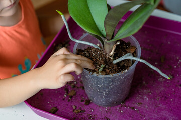 Little child transplanting orchids into a new pot at home