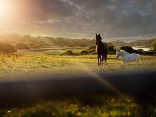 Horses in a green big field at sunset. Equestrian nature background. Selective focus.