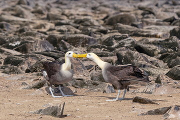 Galapagos Waved Albatross (Phoebastria irrorata) courtship dance with bill clacking, Espanola Island, Galapagos national park, Ecuador.