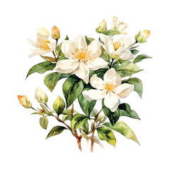  Jasmine flowers watercolor paint 