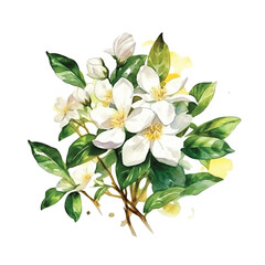 Obraz na płótnie Canvas Jasmine flowers watercolor paint 