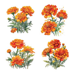 Fototapeta na wymiar Marigold flowers watercolor paint collection