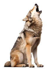 wolf howling on isolated background © FP Creative Stock