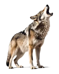 Poster Im Rahmen wolf howling on isolated background © FP Creative Stock