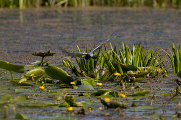 The bird in flight feeds the chicks. Black tern, Chlidonias niger