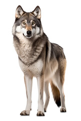 Fototapeta premium wolf running side view on isolated background