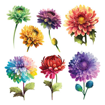  Set of Chrysanthemum flowers watercolor paint