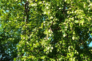 Fototapeta na wymiar green spring leaves on a branch. birch leaves. birch branches, tree in the park, spring season. young leaves in nature. forest background, close-up. photo of nature. selective focus