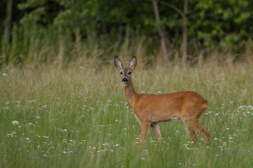 roe deer in the grass