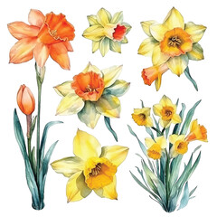 Fototapeta na wymiar Daffodil flowers watercolor paint collection.